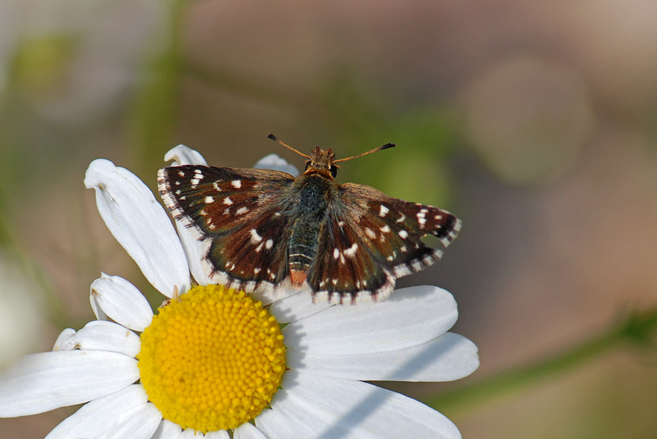 Hesperiidae da id. - Spialia sertorius